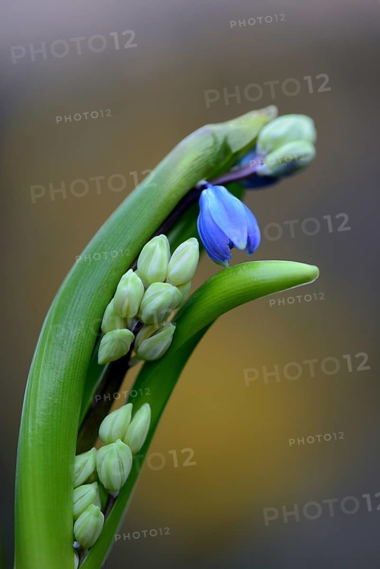 Siberian Blue Star
