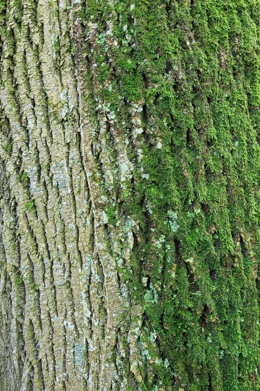Bark of maple tree