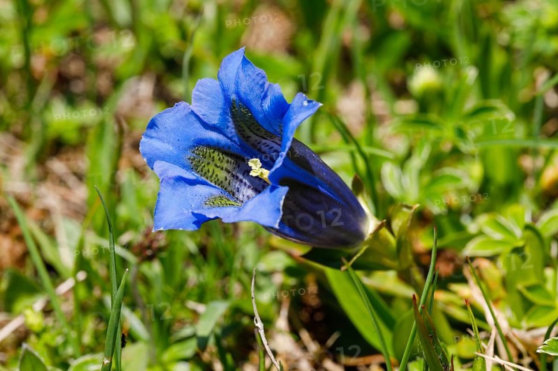 Alpine gentian