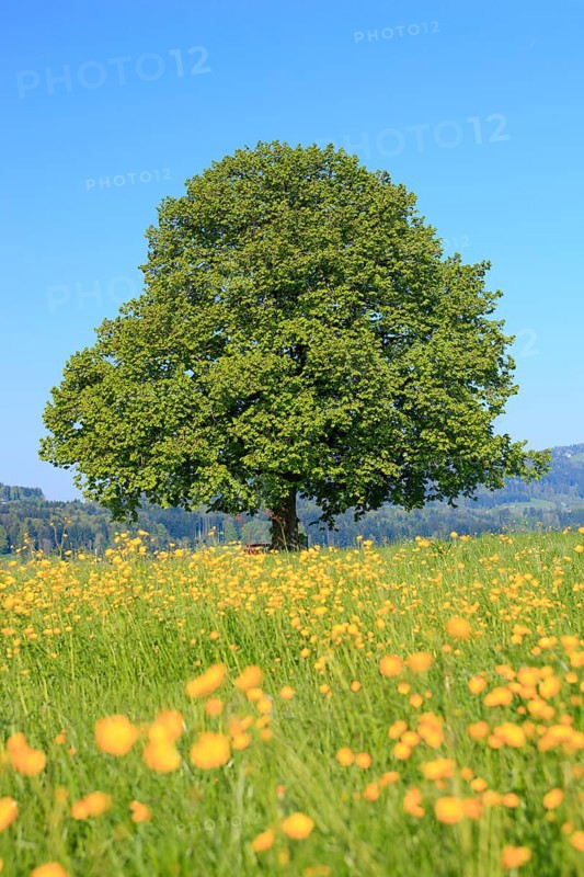Lime tree