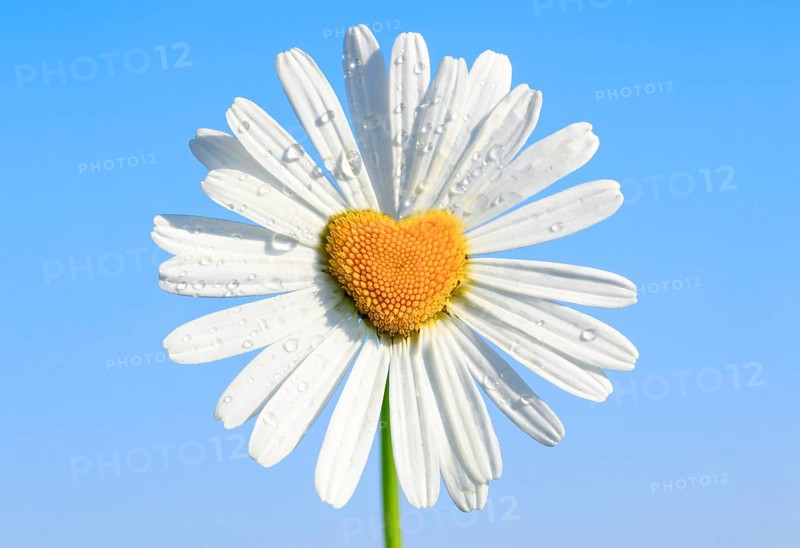 Photomontage
