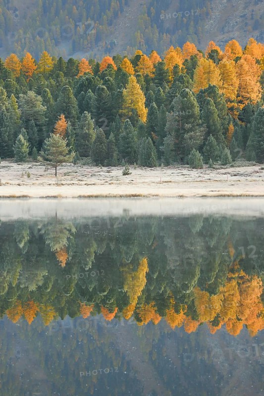 Larch and spruce forest on Lake Stazersee