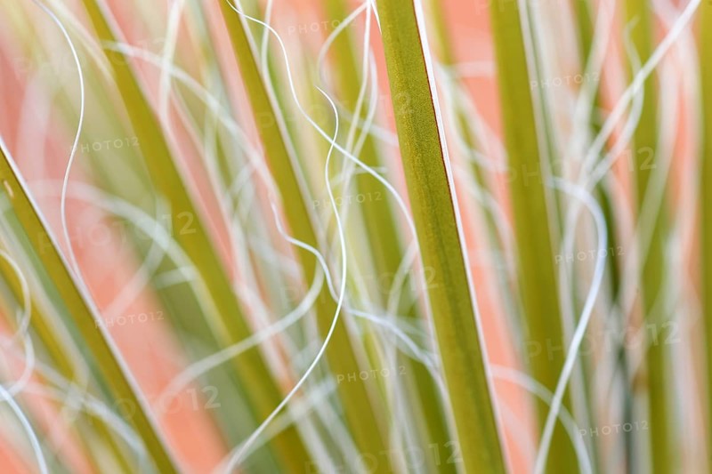Yucca