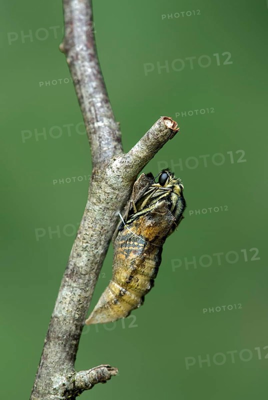 Hatching of a swallowtail butterfly