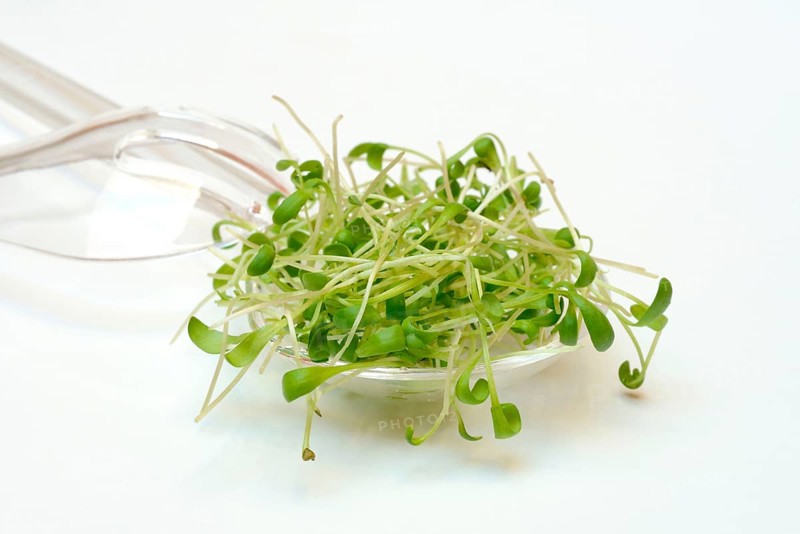 Garden cress