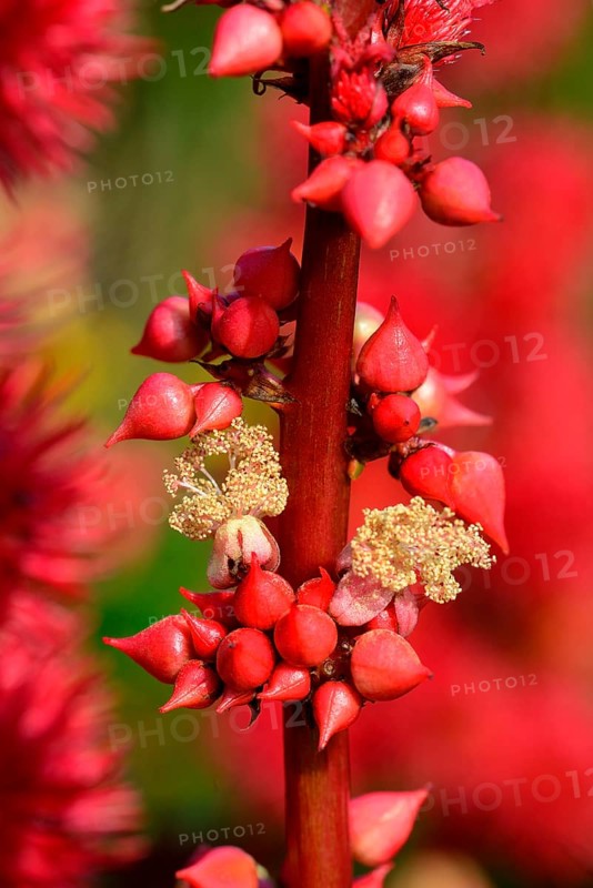 Castor oil plant /