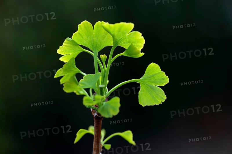 Leaf shoots of ginkgo tree