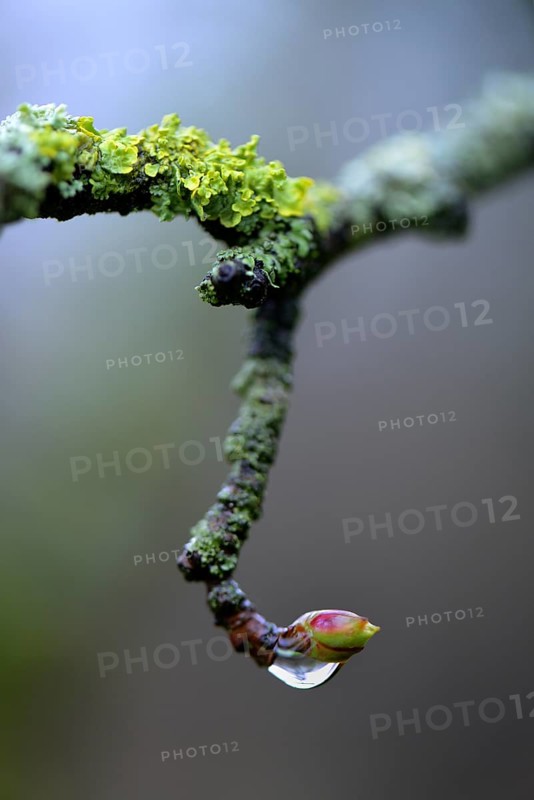 Bud of the amber tree