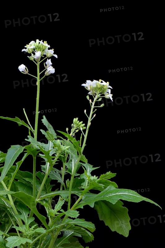 White rocket