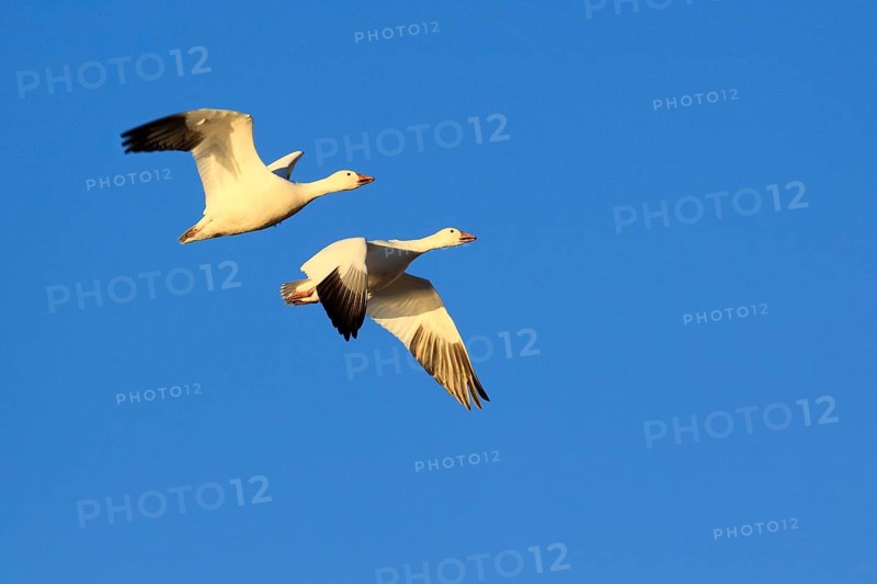 Snow goose