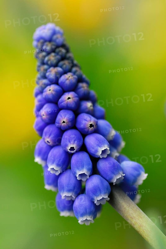 Grape hyacinth