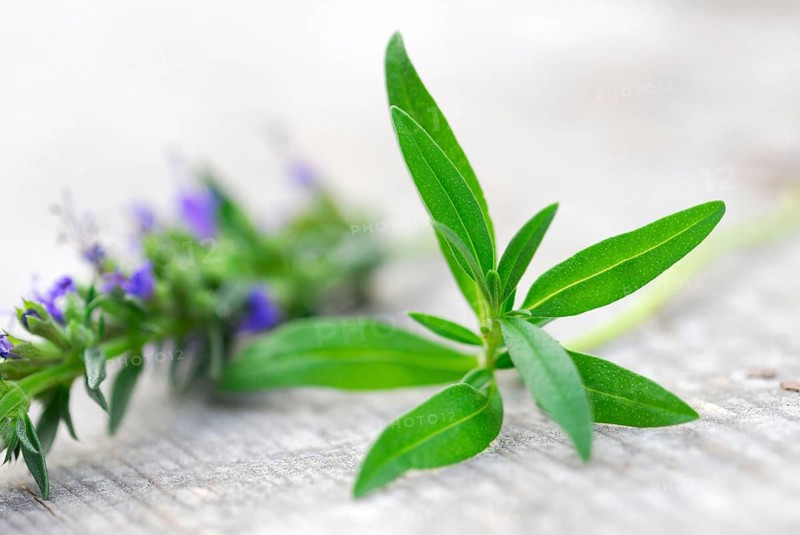 Hyssop