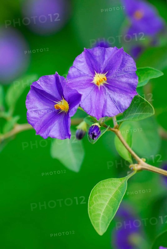 Blue Potato Bush