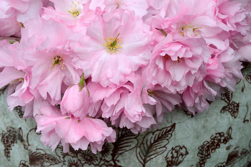 Japanese ornamentcherry