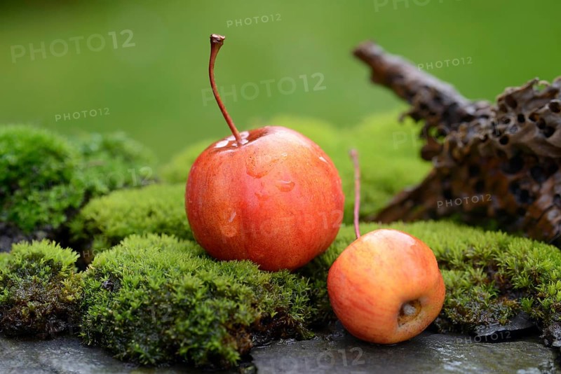 Two decorative apples in the moss