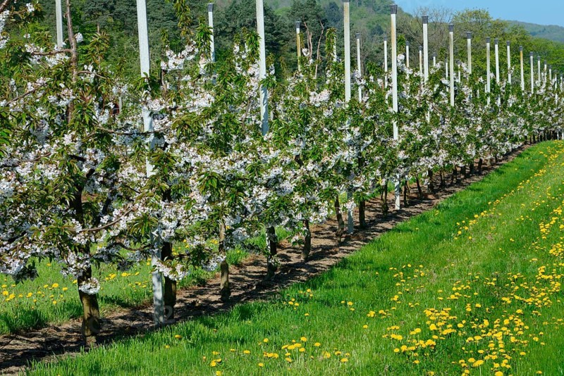 Cherry trees on trellis