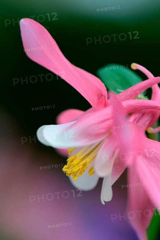 European Columbine or Granny's Nightcap