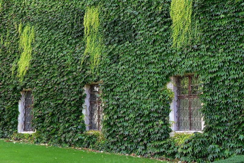 House wall with wild wine