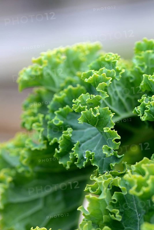 Kale