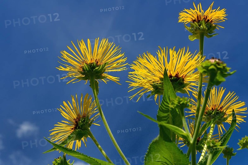 Elecampane