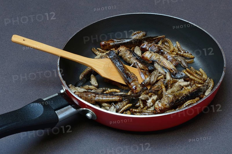 Insect food