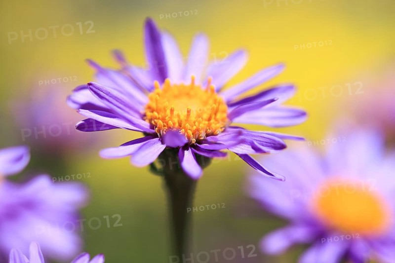 Alpine aster