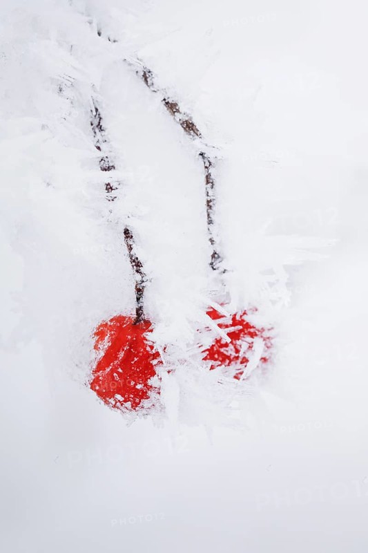 Common snowball with hoarfrost