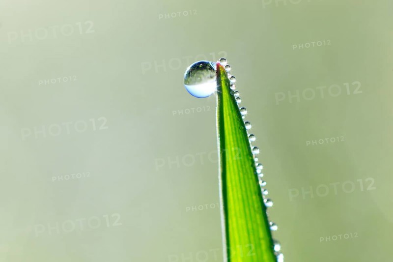 Blade of grass with dew drops