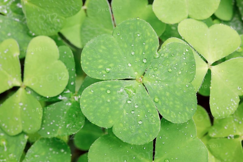 Forest clover with water drop