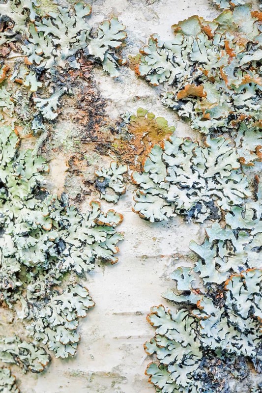 Mossy birch bark