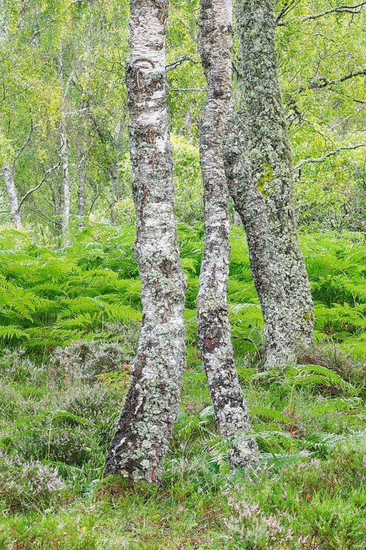 Birch forest