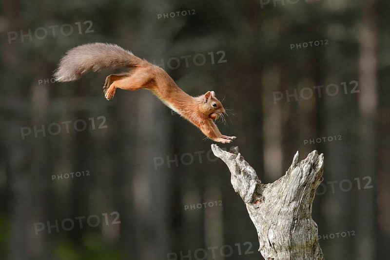 Red Squirrel