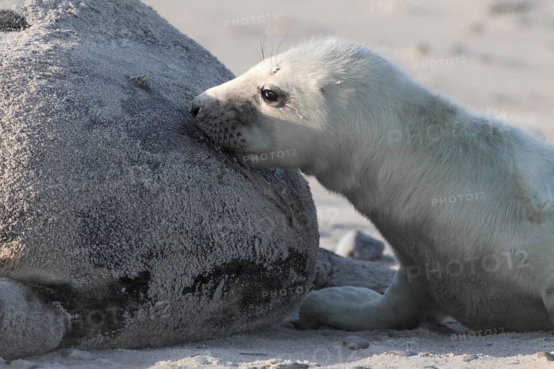Grey seal