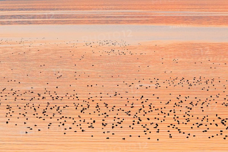Congregation of waterfowl on Lake Zurich