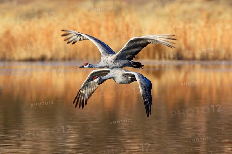 Sandhill crane