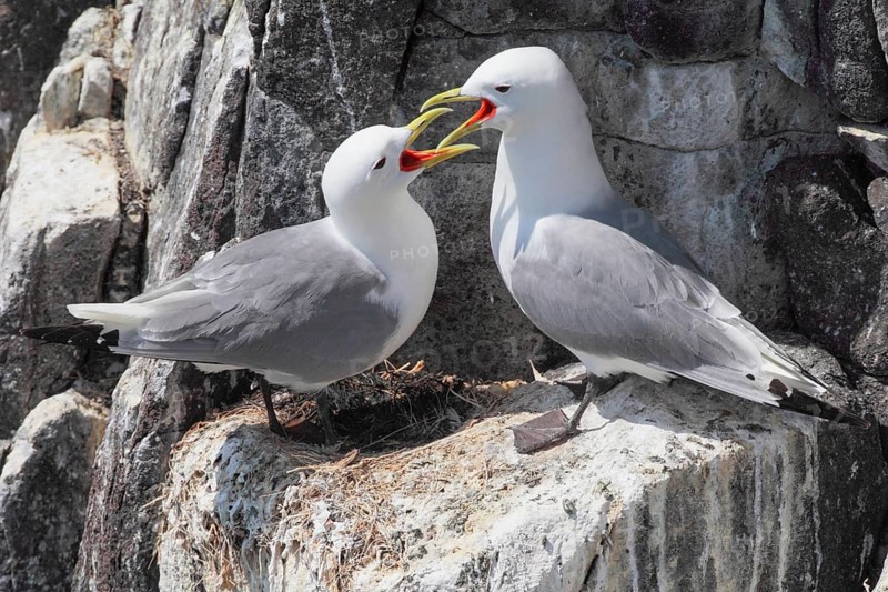 Kittiwakes