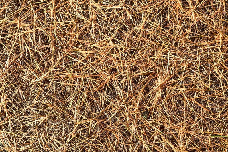Detail larch needles in autumn