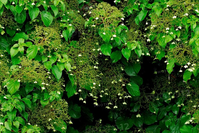 Petiolar hydrangea anomaly