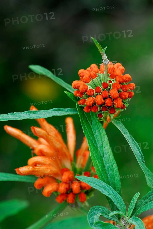 Lion's tail