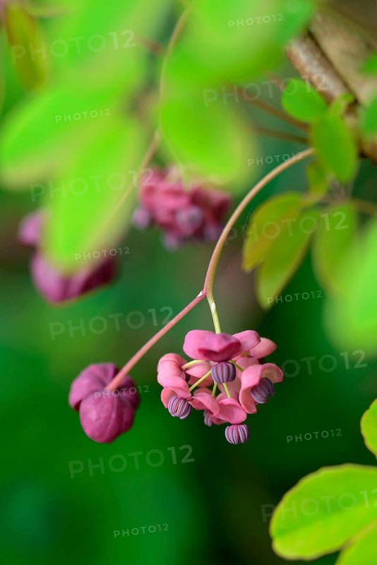 Akebia quinata