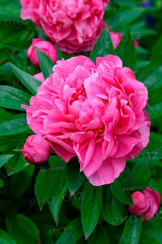Chinese peony