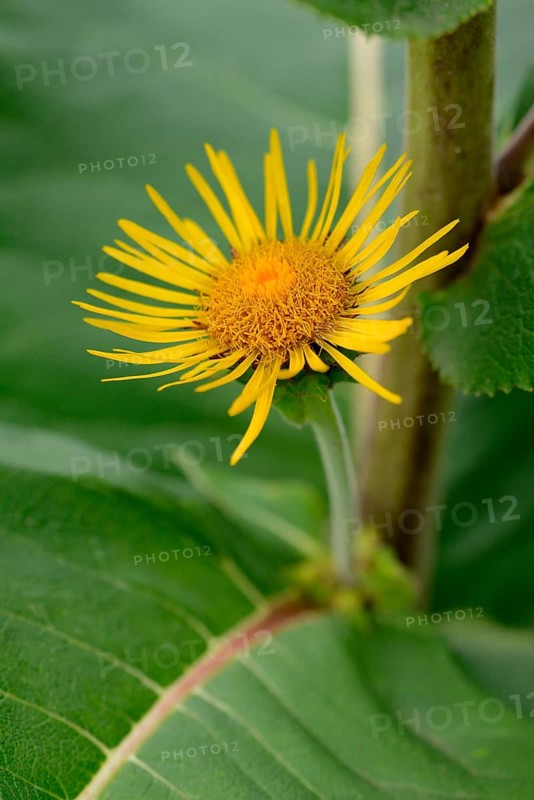 Elecampane