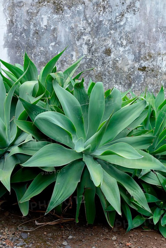 Swan-neck Sagave