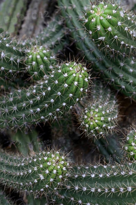 Sea urchin cactus