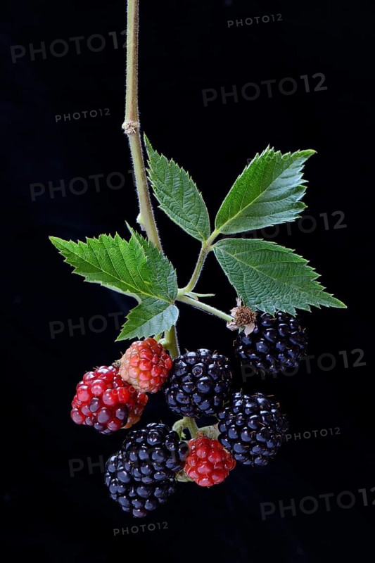 Mature and immature Rubus fruticosus