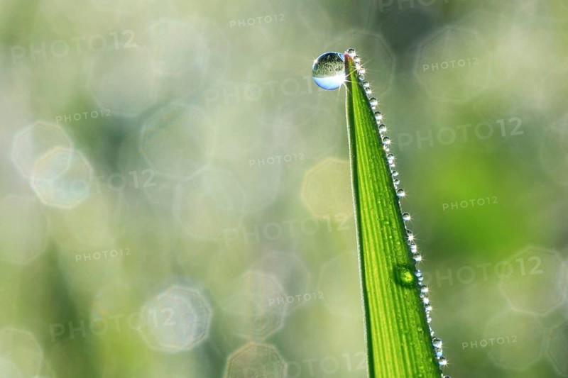 Blade of grass with dew drops