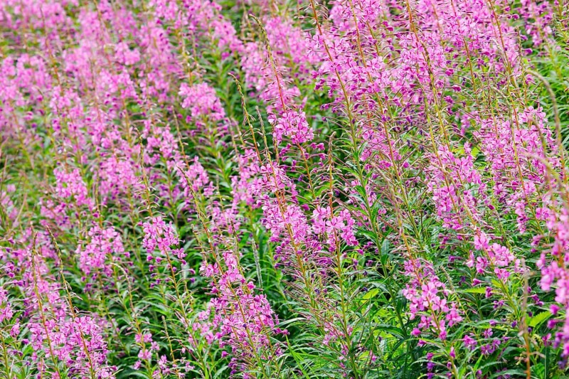 Narrow-leaved willowherb