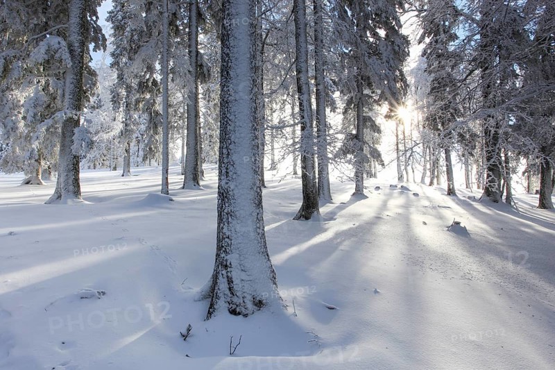 Snowy fir forest