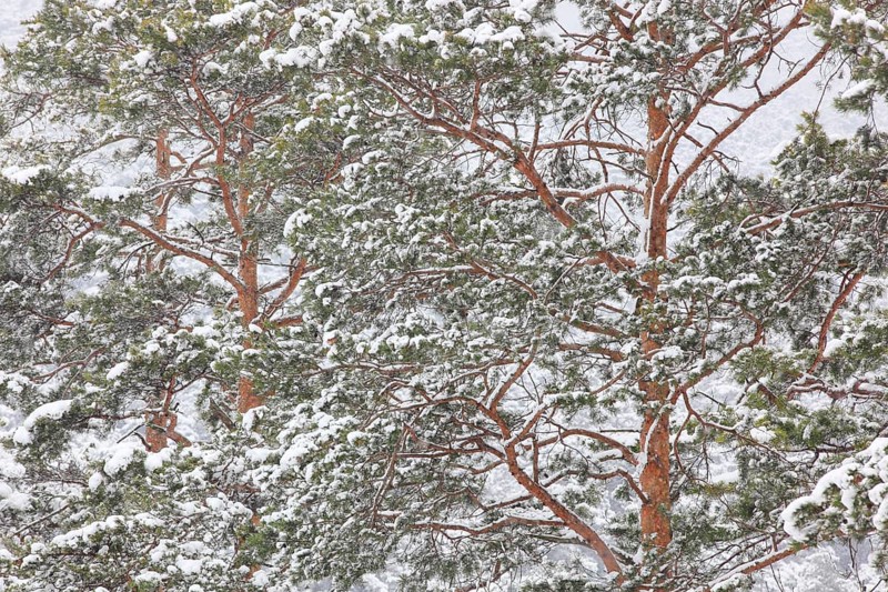Snowy forest