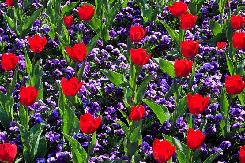 Tulips and violets
